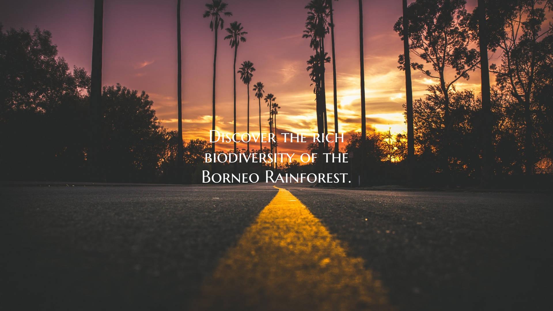Discover the rich biodiversity of the Borneo Rainf...
