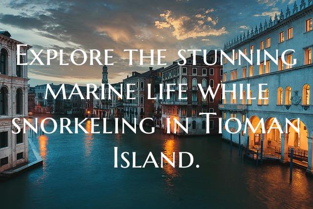 Explore the stunning marine life while snorkeling ...